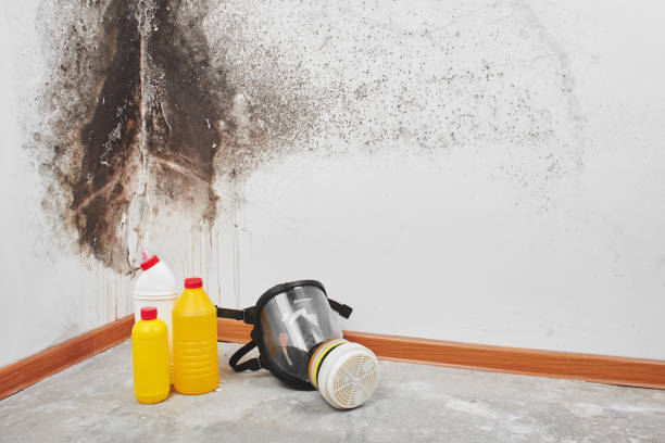 Best Black Mold Removal  in Verona, WI