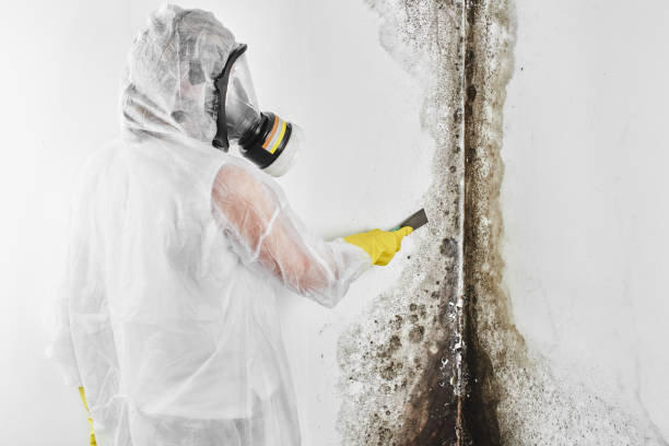 Best Commercial Mold Removal  in Verona, WI