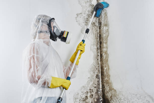 Best Office Mold Removal Services  in Verona, WI