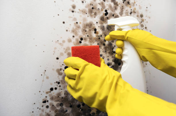 Best Toxic Mold Removal  in Verona, WI