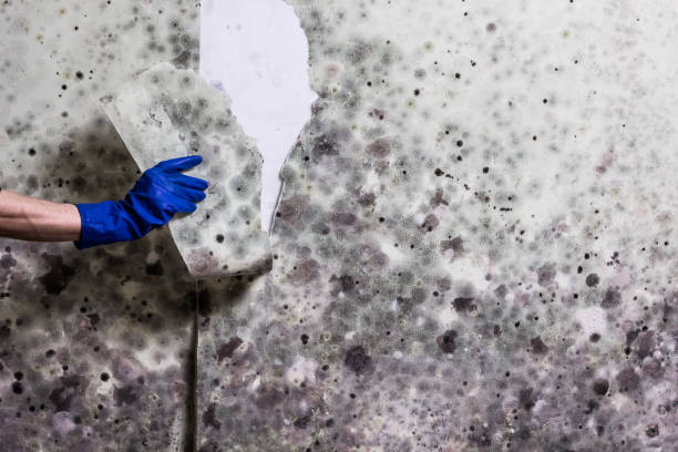 Best Mold Removal Process  in Verona, WI