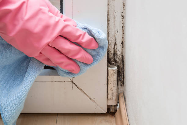 Verona, WI Mold Removal Company