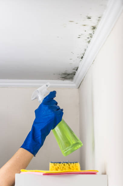 Best Crawl Space Mold Removal  in Verona, WI