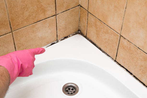 Best Residential Mold Removal  in Verona, WI