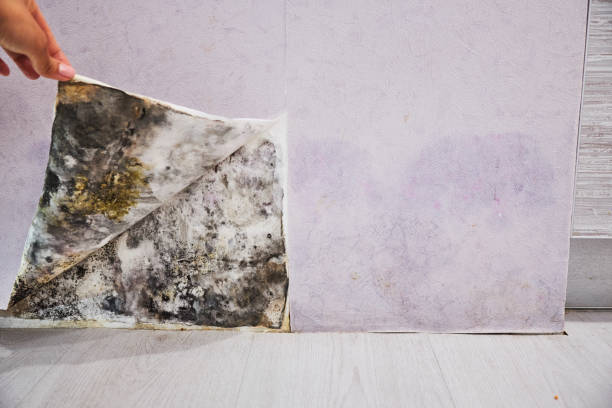 Best Fast Mold Removal  in Verona, WI